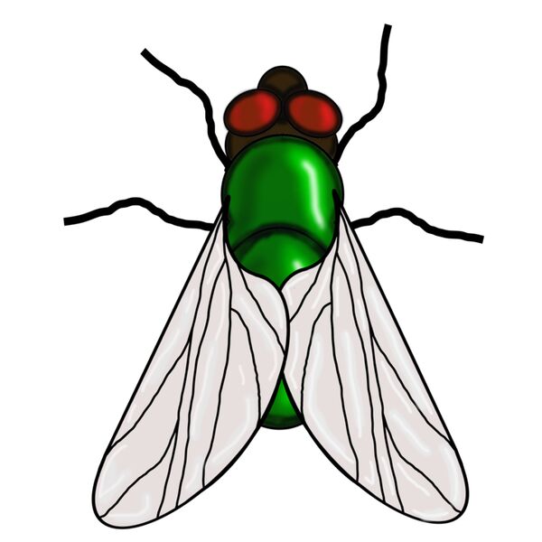 BLUE BOTTLE FLY Thumbnail